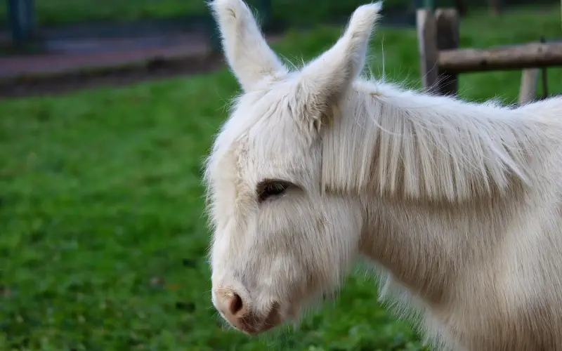 冷爱、娃娃撕起来了！今年过年回谁家，夫家OR娘家？