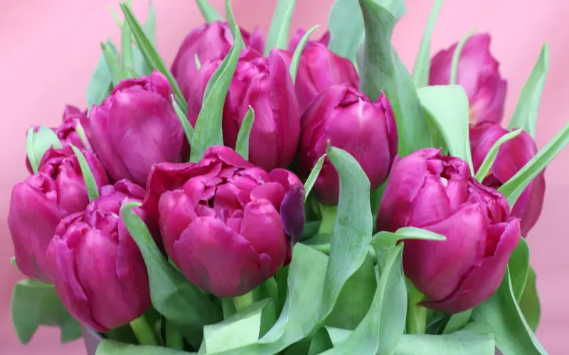 【百合爱情课堂】8句生日蜜语为恋爱升温