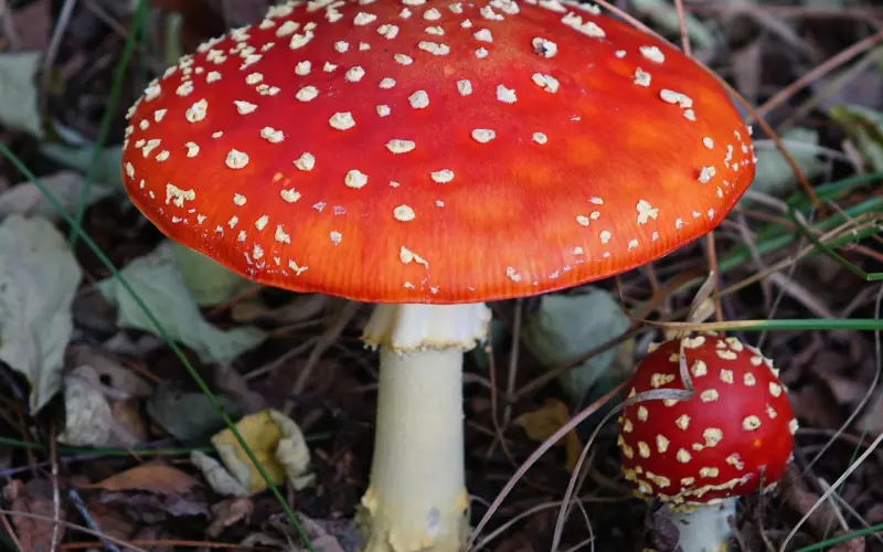 林志玲言承旭世纪复合？多留点时间给爱的人！