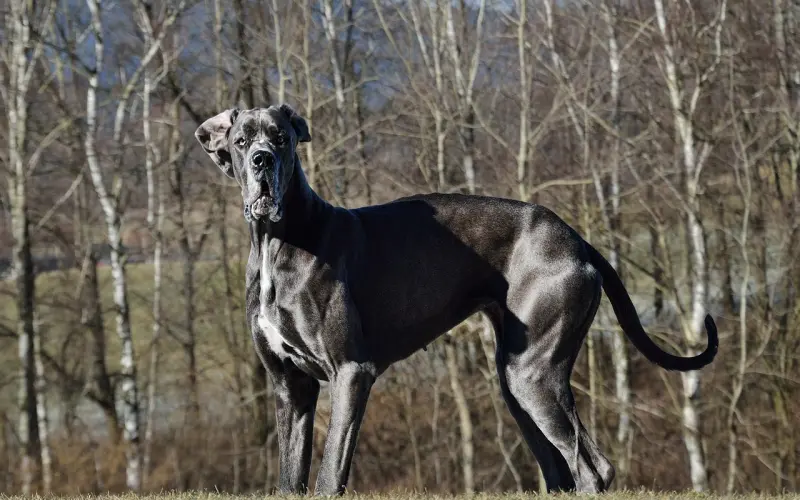 林丹出轨，你相信他会改吗？