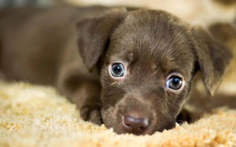 小奶狗男友：恋爱选我，我超甜