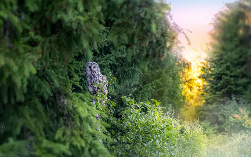 刘强东性侵，咪蒙离婚，这个时代的爱情究竟出了什么问题？