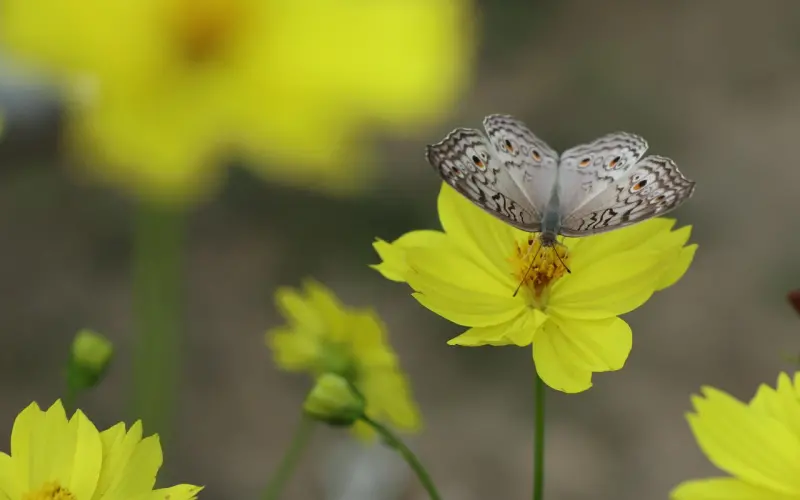 立挽爱直播：学会这几招女友绝对不会和你提分手