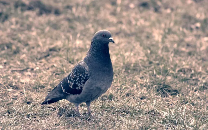 失恋了，如何挽回你的爱？