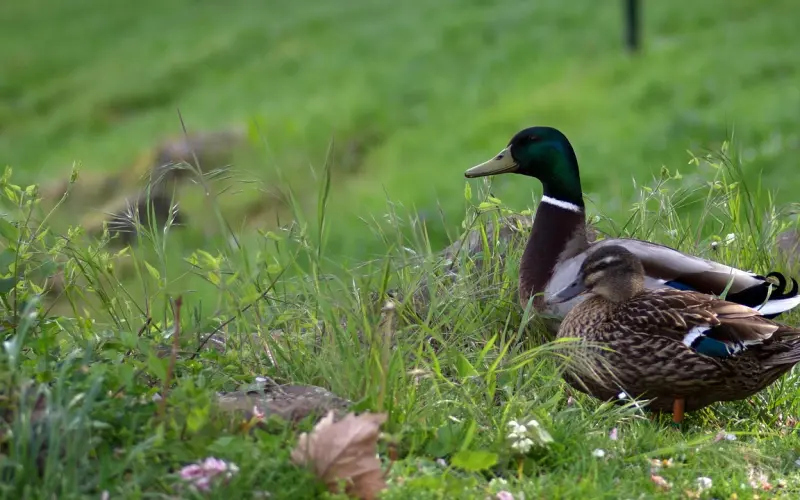 恋爱情商：优质男偏爱大龄知性女性？