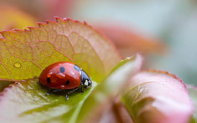 挽回爱情中的“恋爱投资学”