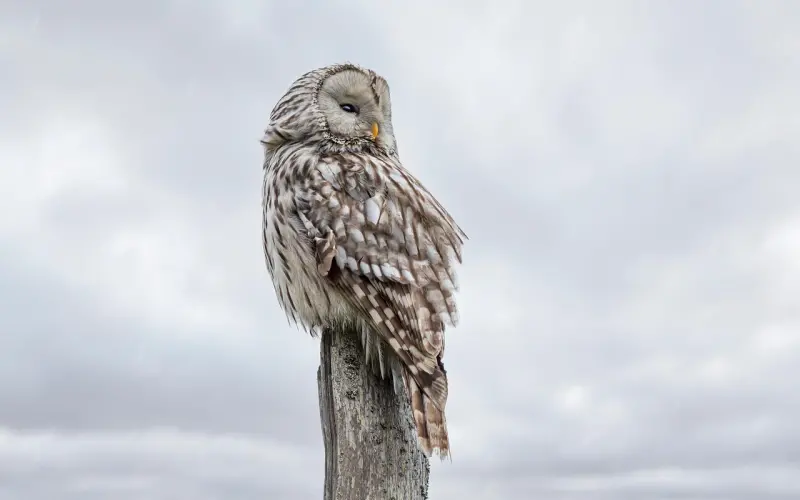 爱情需要经营：五大攻略助你获得美满爱情！