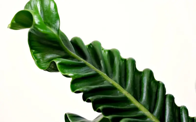 恋爱技巧：如何让你追过的男人倒追你