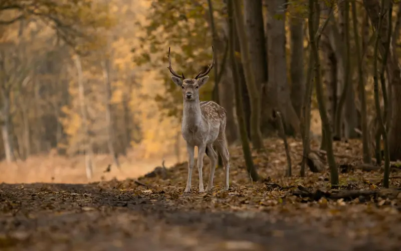 鹿晗：我为什么会爱上关晓彤