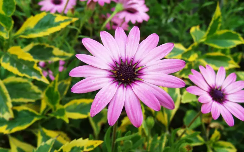 男人更喜欢和“花心”的女人谈恋爱，在挽回中，学会做个“花心”的女人