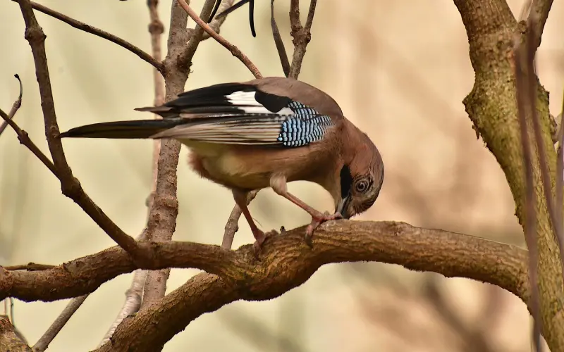 男人最看重这个择偶标准