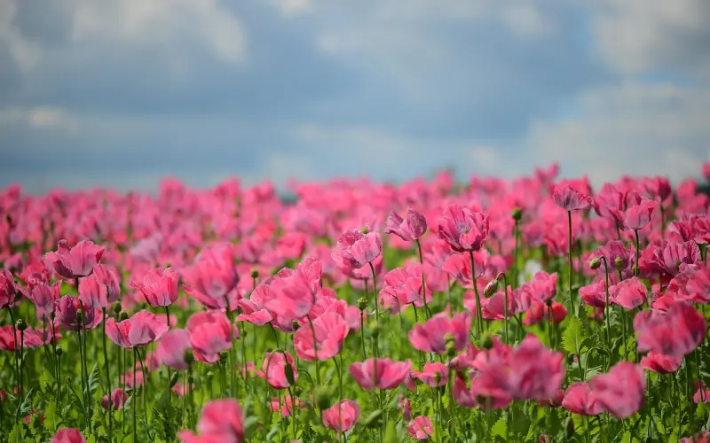 蒙斯克61后的小小随笔