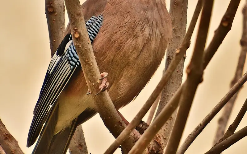 男人择偶排序：你在哪一层？