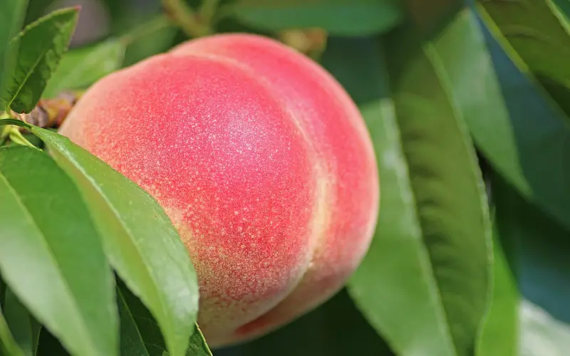 男朋友劈腿了，是什么心理导致男人劈腿的？