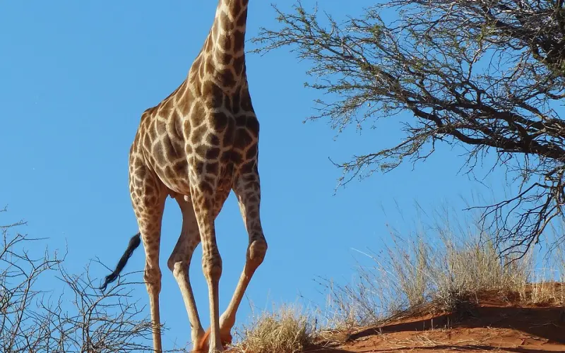 男友说异地恋太累了，要分手该怎么挽回