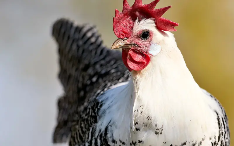 男友家庭条件不好 爱情和面包我该如何抉择