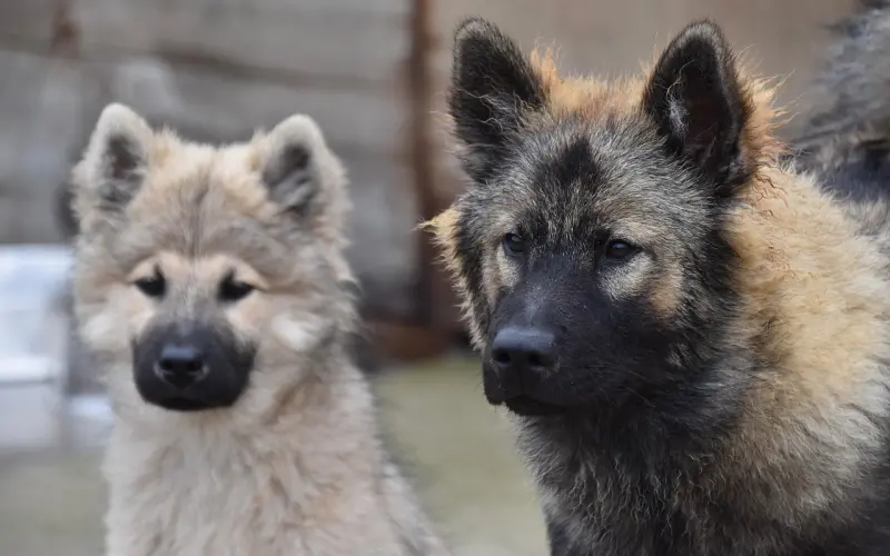女朋友骂我像个舔狗要分手，我该怎么挽回