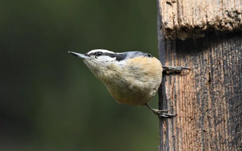 女朋友胸小，如何安慰她