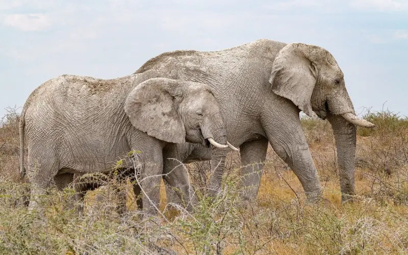 女友说异地恋太累了不想坚持了，该怎么挽回她