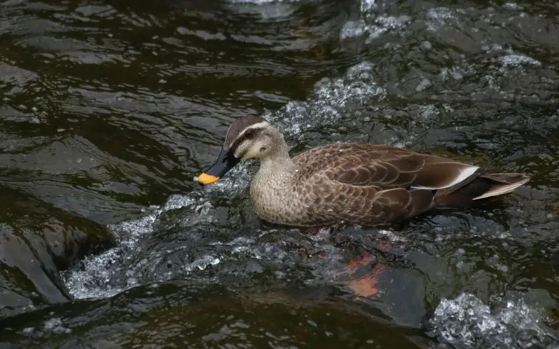 “老公出轨了，我接受不了又不想分手”，到底该何去何从？