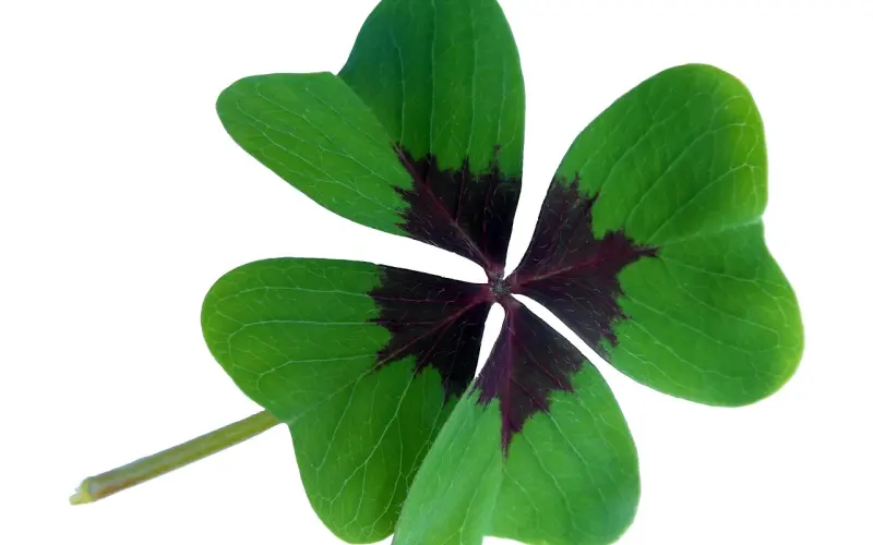 我和四个野男人的故事