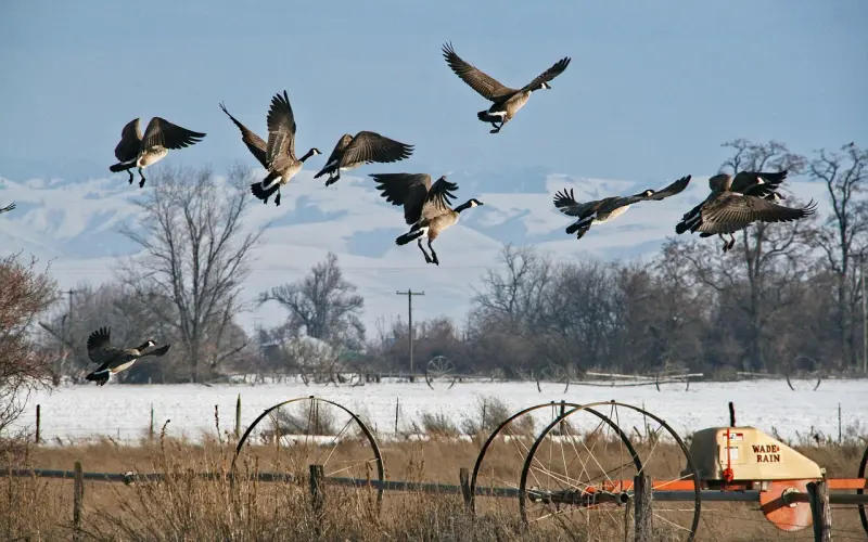 筷子千万不能交叉放，看完吓一跳！
