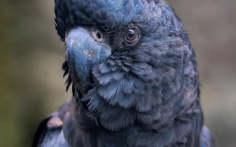 夜店凤求凰 ，我被“深二代”校花强行拽进了小黑屋