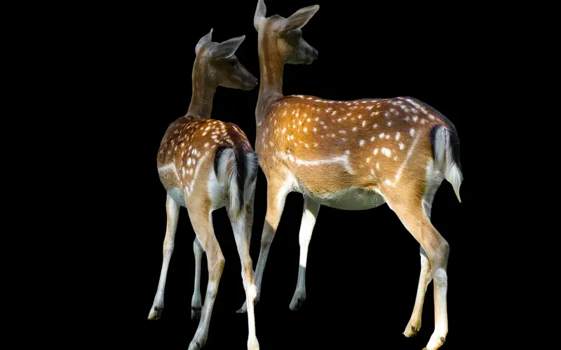 呵！恋爱中的女人都是骗子