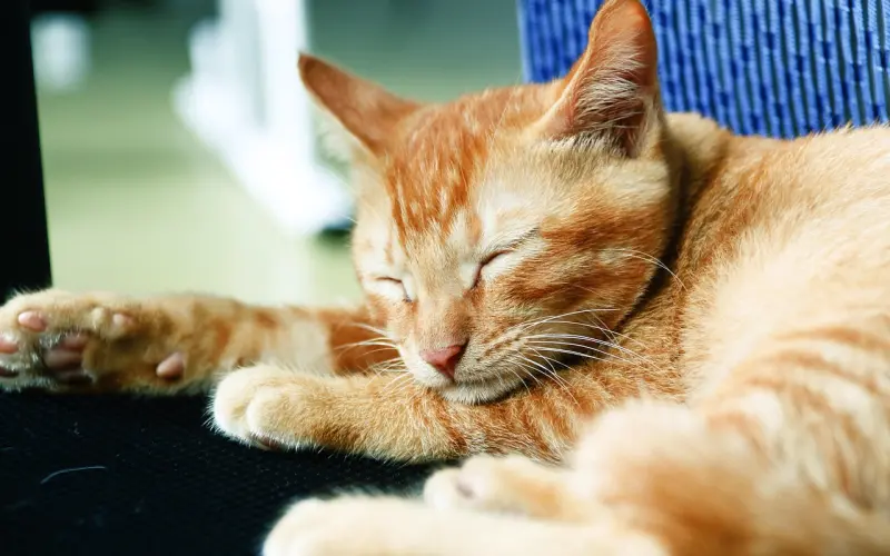 人生理想之一：想被人宠一宠