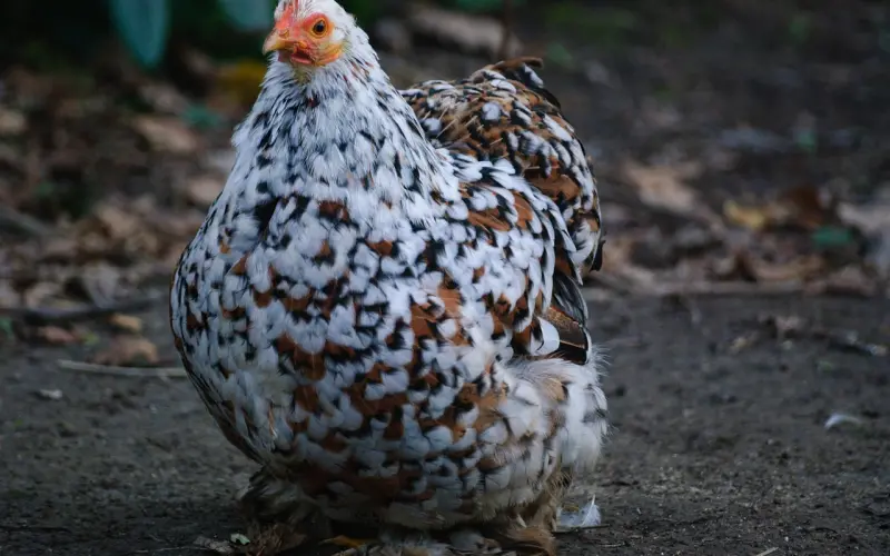 一个懂你的人 ，胜过万千过客！