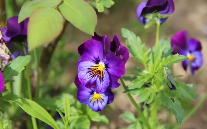 思想观念的不同父母要离婚，作为子女我该怎么劝说他们？