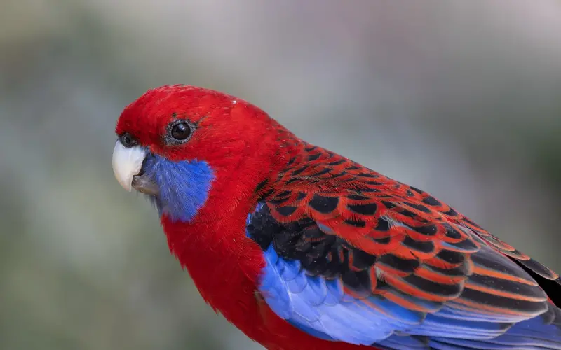 学不会分手的人，该如何换种方式去挽回爱人