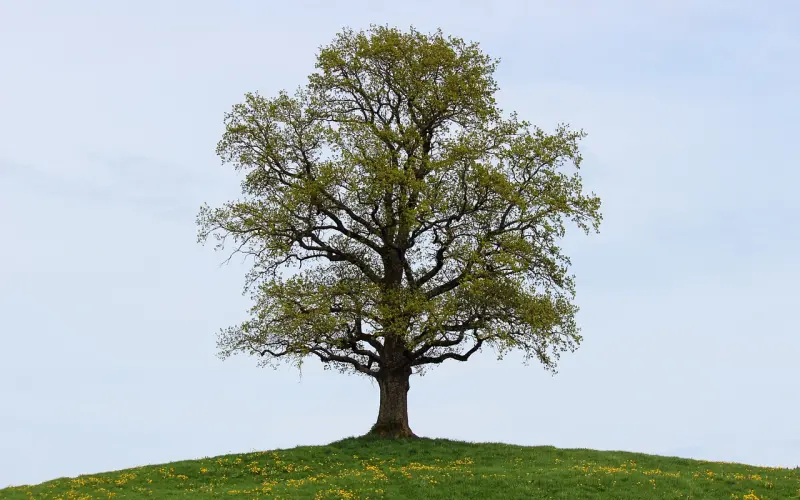 请用四个字形容一下你自己