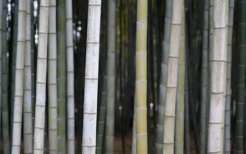 挖墙脚攻略：喜欢一个女生可以挖墙脚吗？