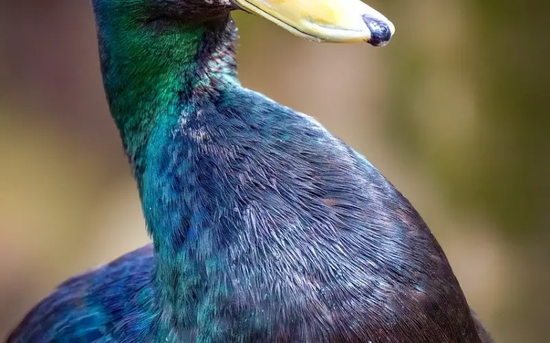 袖珍群体——小人国的别样人生