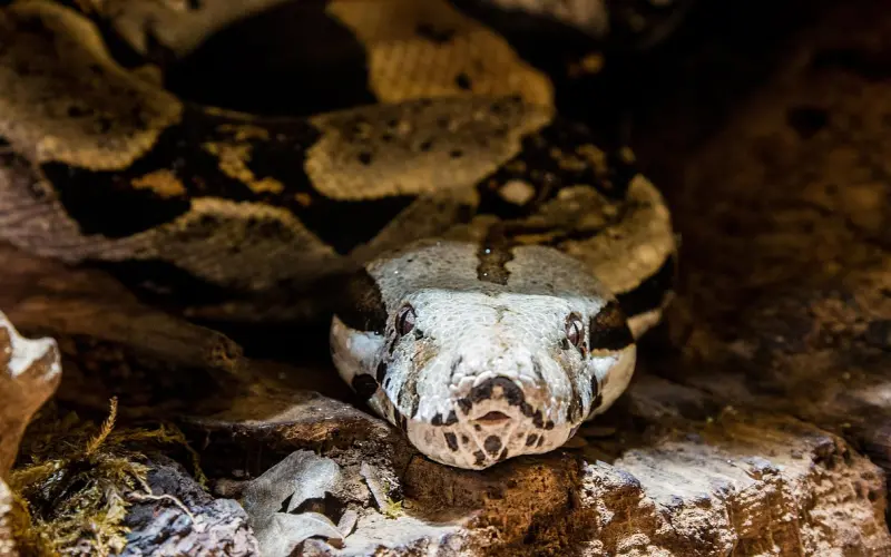 占有欲，让爱情在窒息中死亡