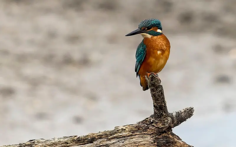 挽回爱情心态学：挽回前一定要知道的三个重点