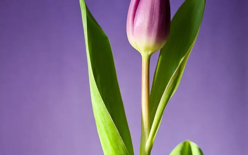 谈资推荐丨爆：中单大魔王Faker的“两幅面容”！