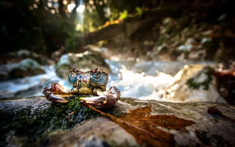 挽回巨蟹座男友：情感专家分析了3年，挽回巨蟹几率93.5%