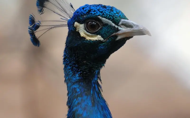 （挽回老公）惠惠咨询体验