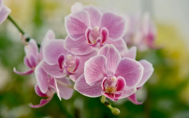 （挽回男友）洛兰咨询体会