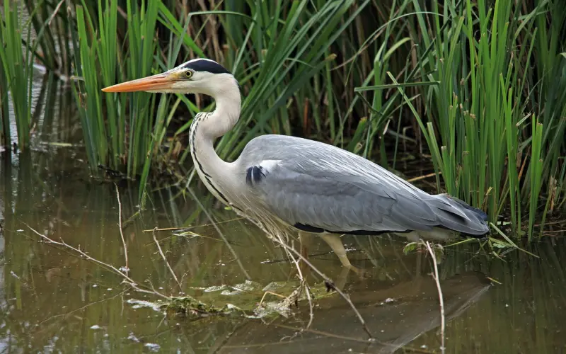 挽回丈夫 之 第三者介入复合概率问题