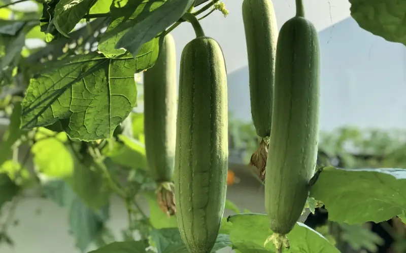 挽回学院教你如何应对四种不同类型的第三者