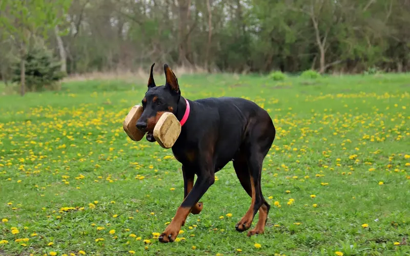 关于保爱，如何高效来帮助你挽回？