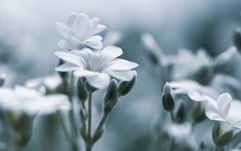 揭秘伊能静全裸的背后