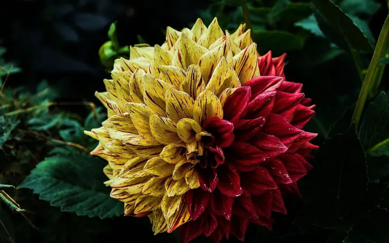 双十一脱单法则