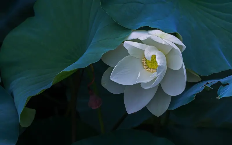 郑秀文，难怪许志安会反复出轨！