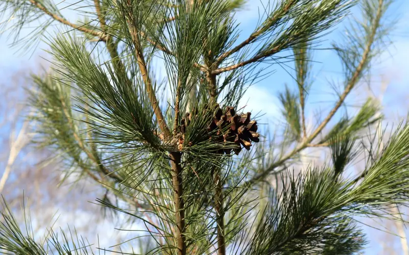 挽回les：我想挽回她，但她有男朋友了怎么办？