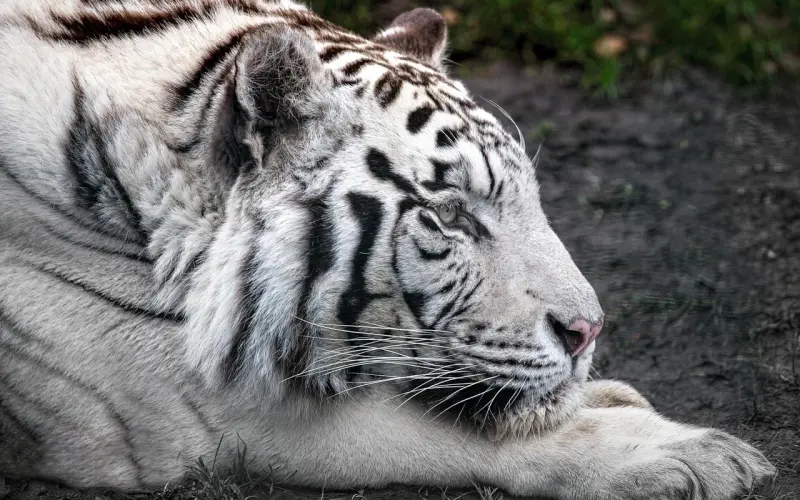 爱情秘籍：挖墙脚必不可少的五个步骤！