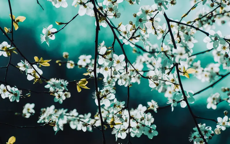 七言 | 喜欢一个人，怎么甘心做朋友。